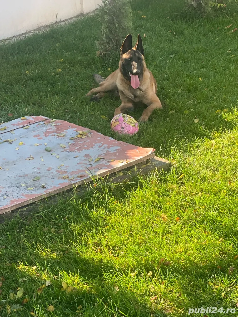 malinois pentru monta 