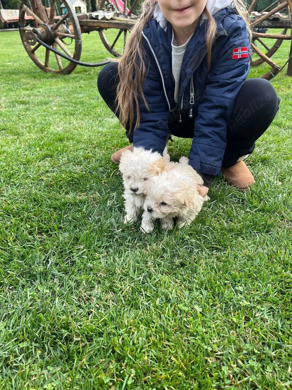 Se vând 5 cățeluși Bichon Maltez 