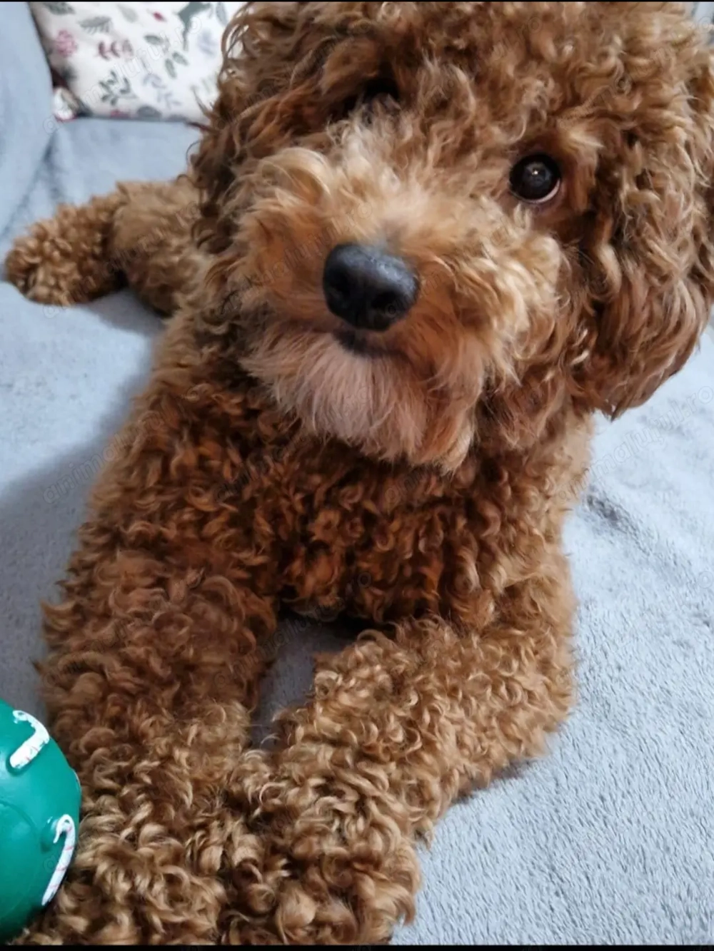 Cavapoo băiețel de vânzare 