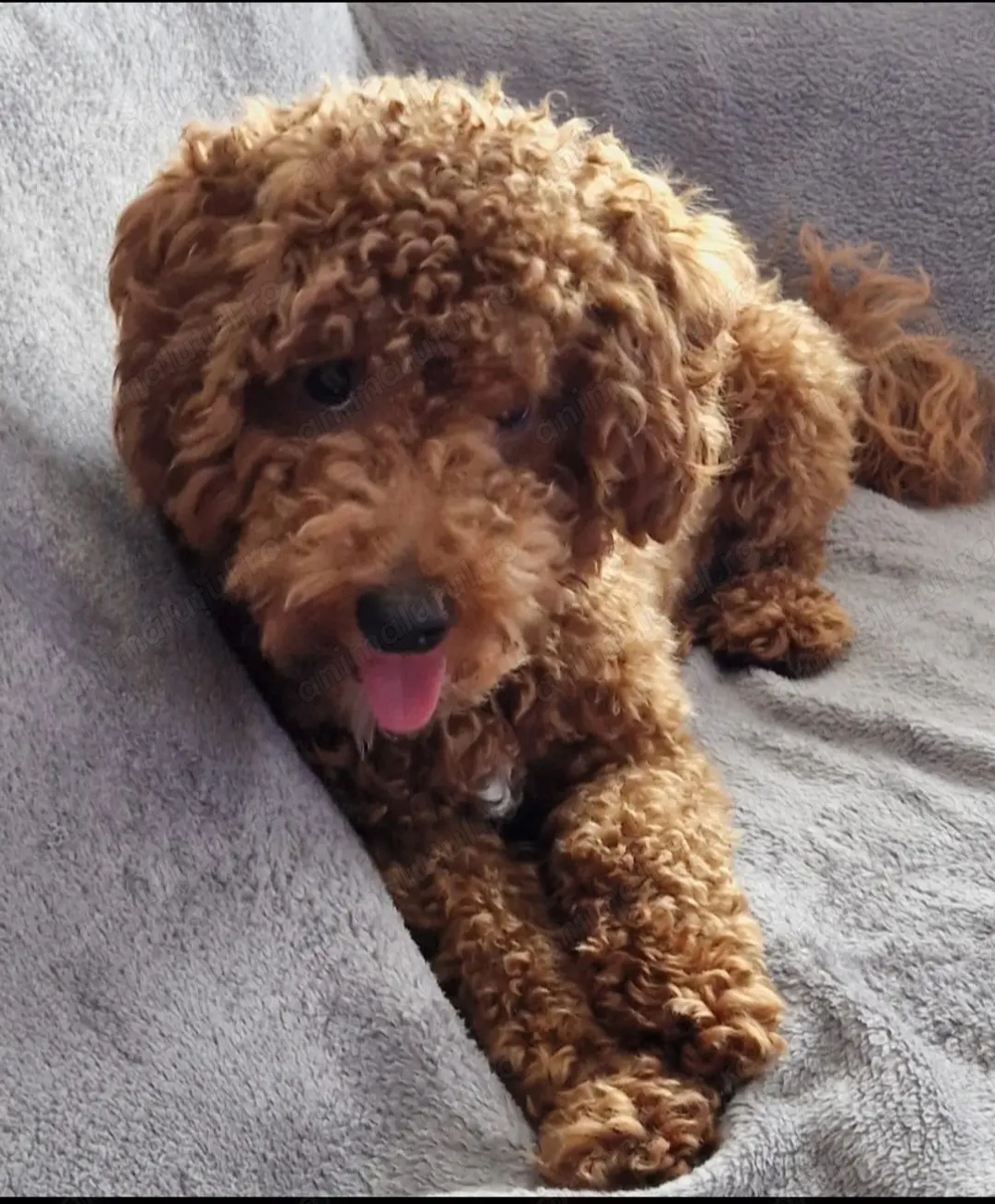Cavapoo băiețel 