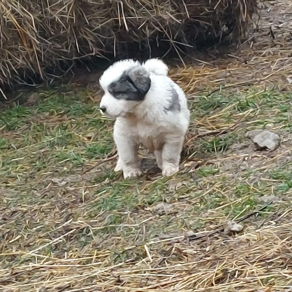 Căței de vânzare talie mare  