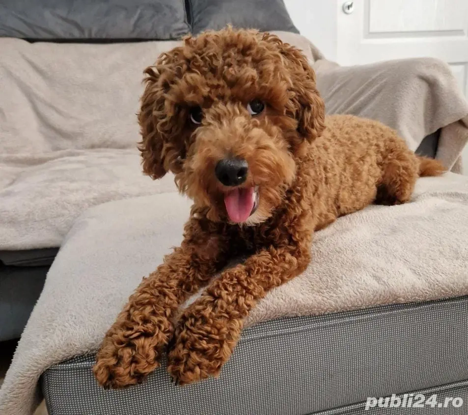 cavapoo mascul 10 luni