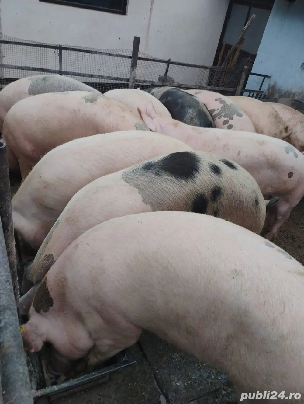 Vând porcii de carne