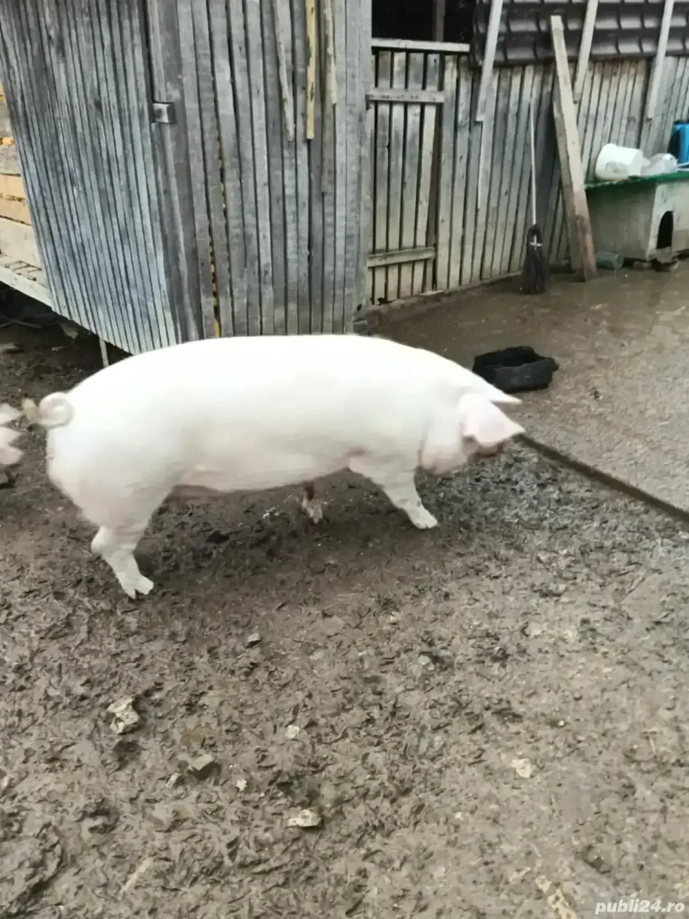 Porc de vanzare