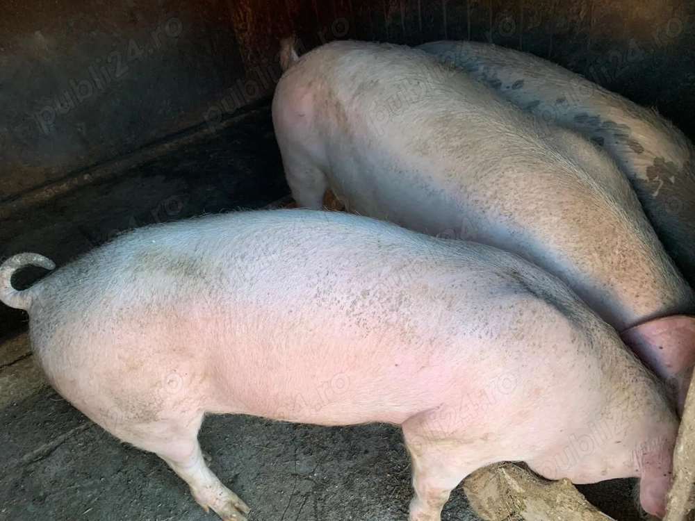 Porc crescut in gospodarie 100%BIO