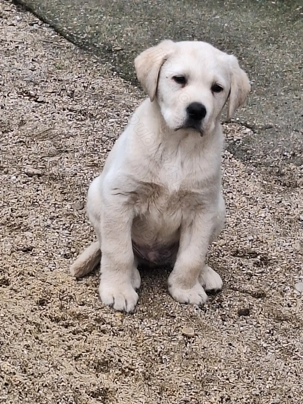 Vând caine Labrador, 10 saptamani 