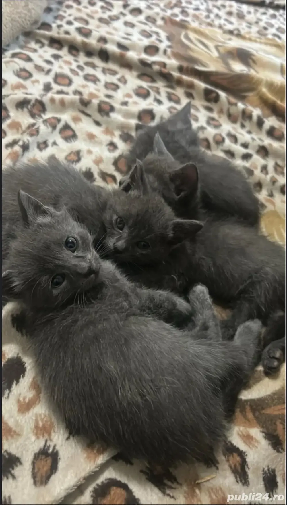 motan si pisica Albastru de Rusia disponibili