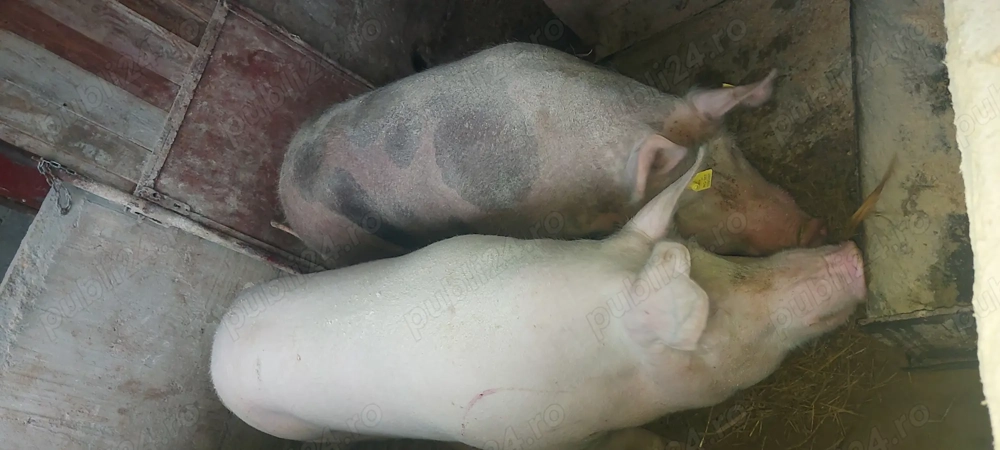 Porci de vânzare 
