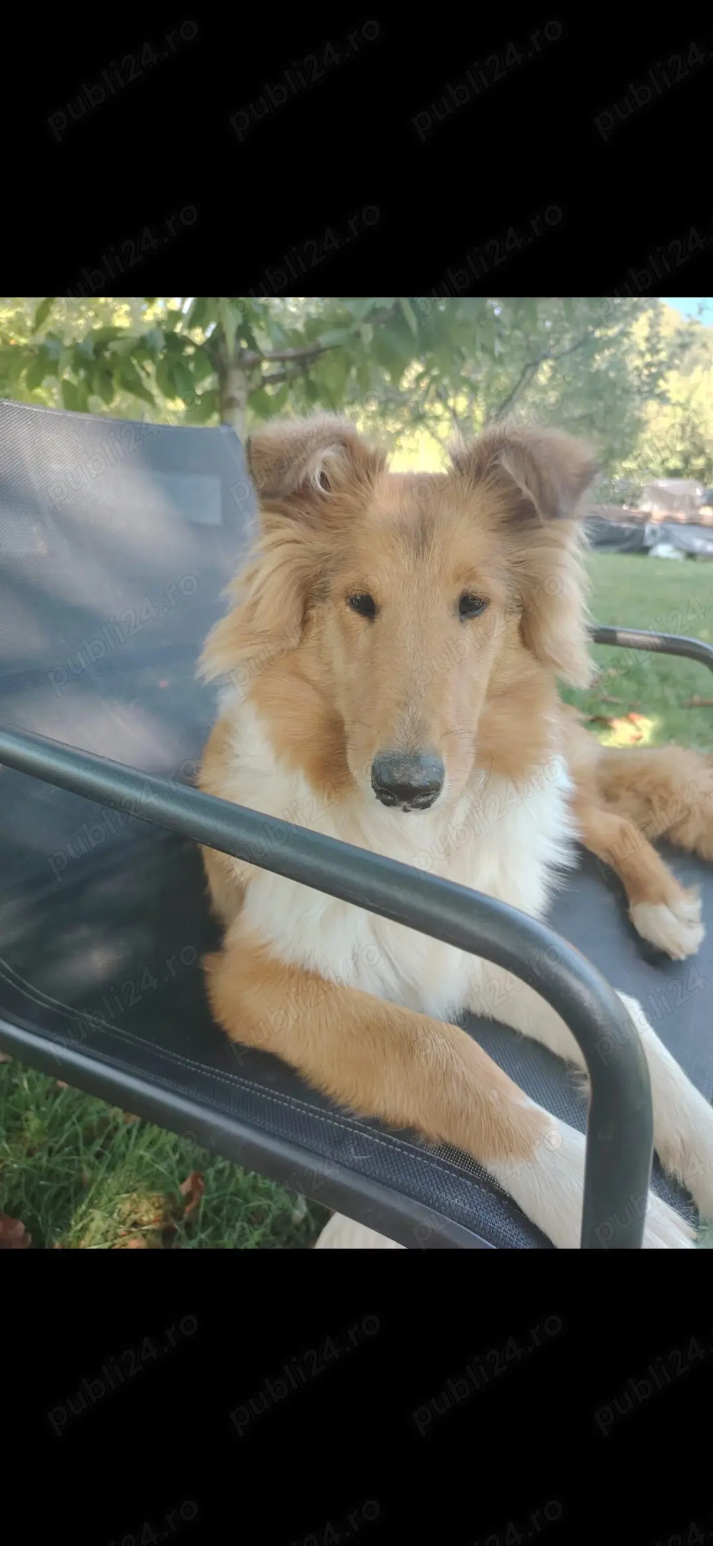 Cățelușe collie rough