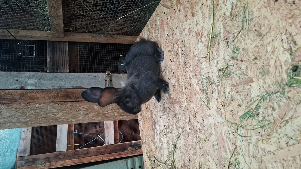 De vanzare iepuri urias german gri fier si gri! 