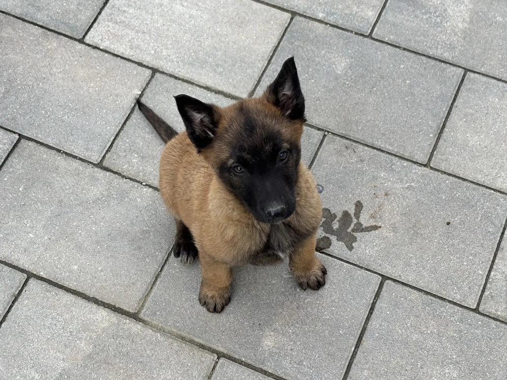 Ciobănesc beligian malinois