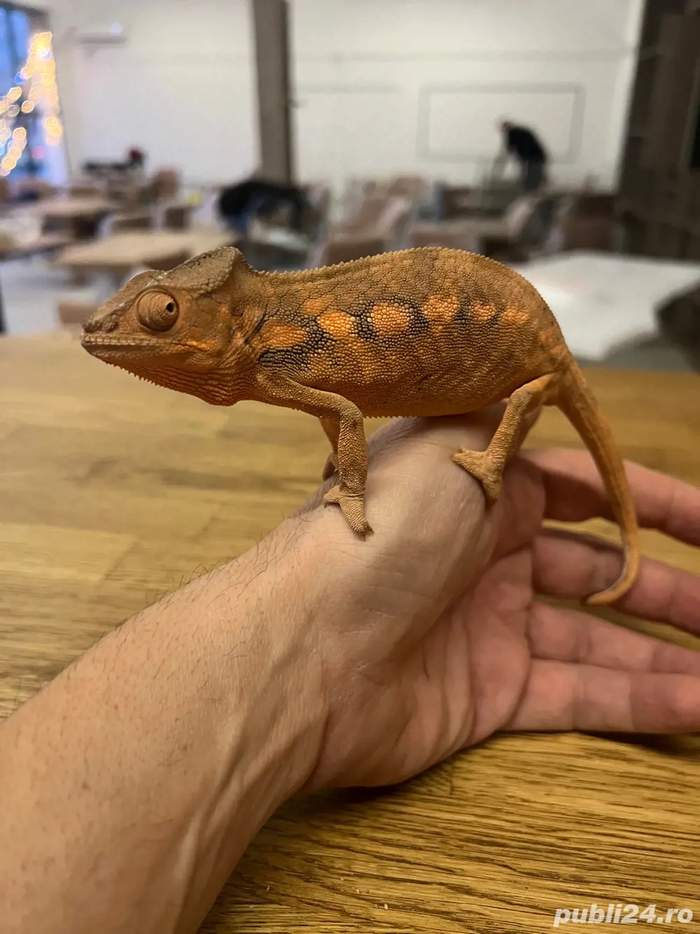 angajam ingrijitor si manipulator reptile si rozaatoare in magazin specializat.