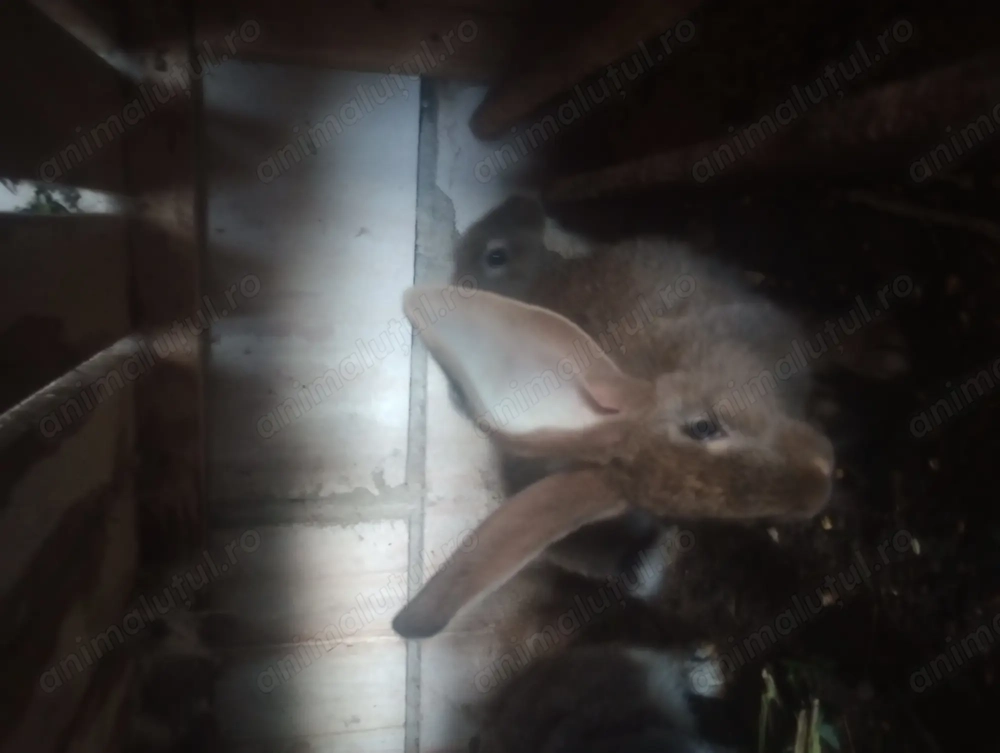 Iepuri corciți cu uriaș german