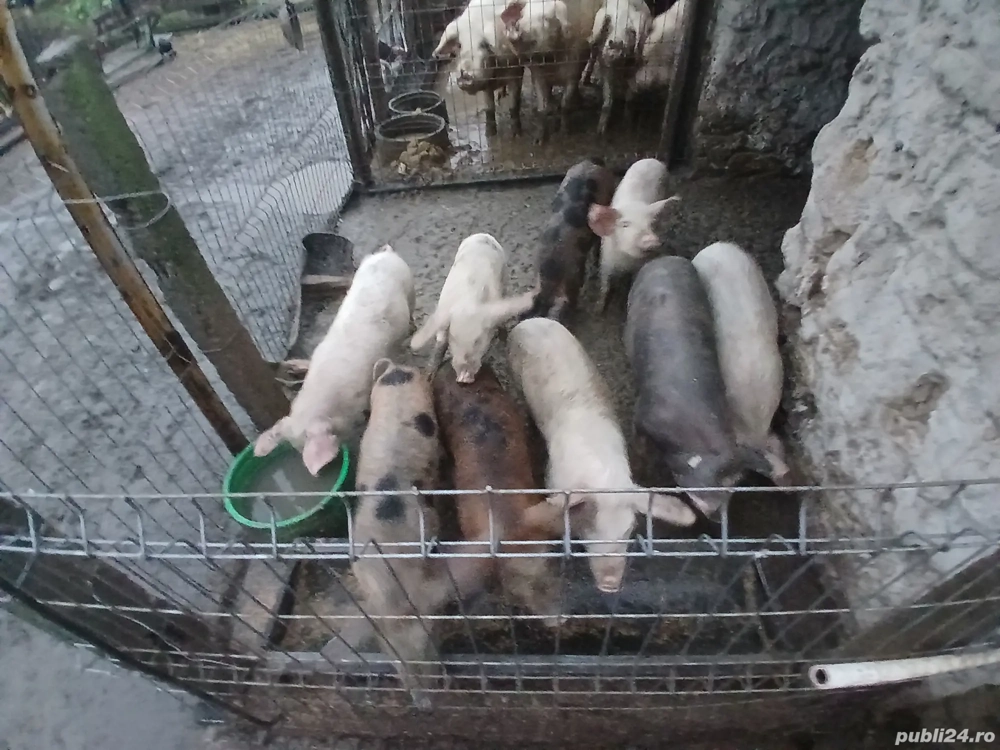 Purcei de vanzare judetul Constanta localitatea cotu vaii