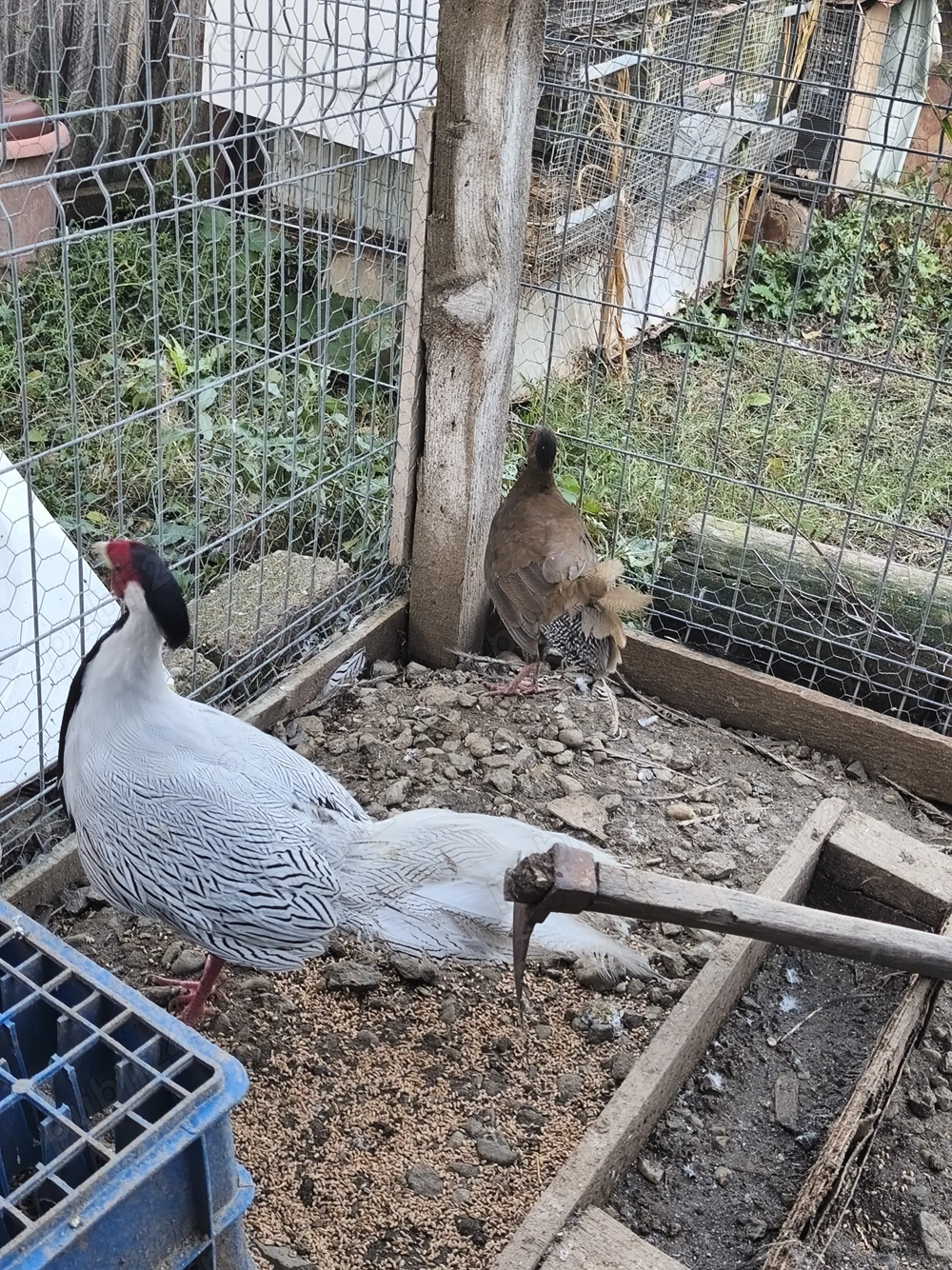 Fazani argintii de vânzare 