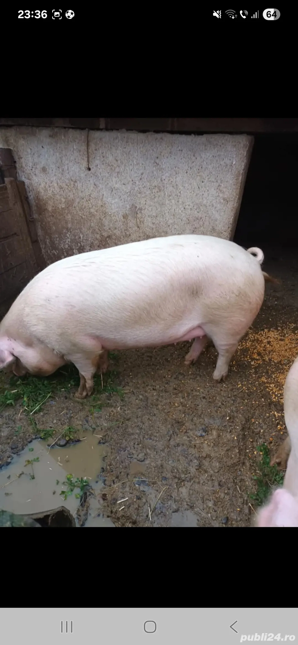 porci de vânzare 200 kg 18 lei kg