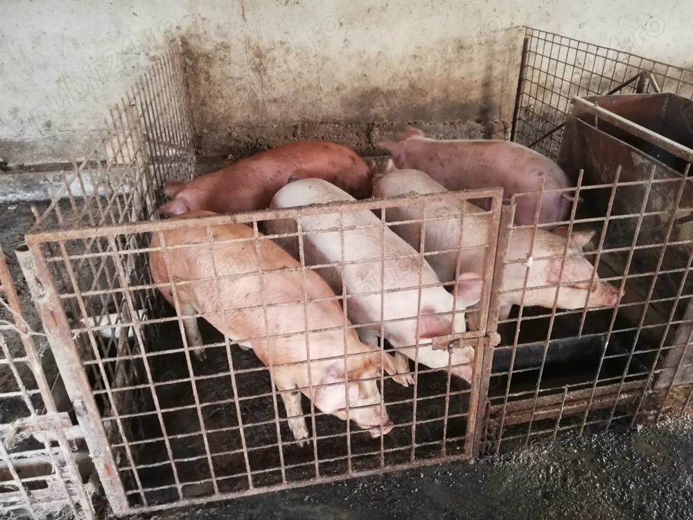 Porcii grașii crescuți natural. 