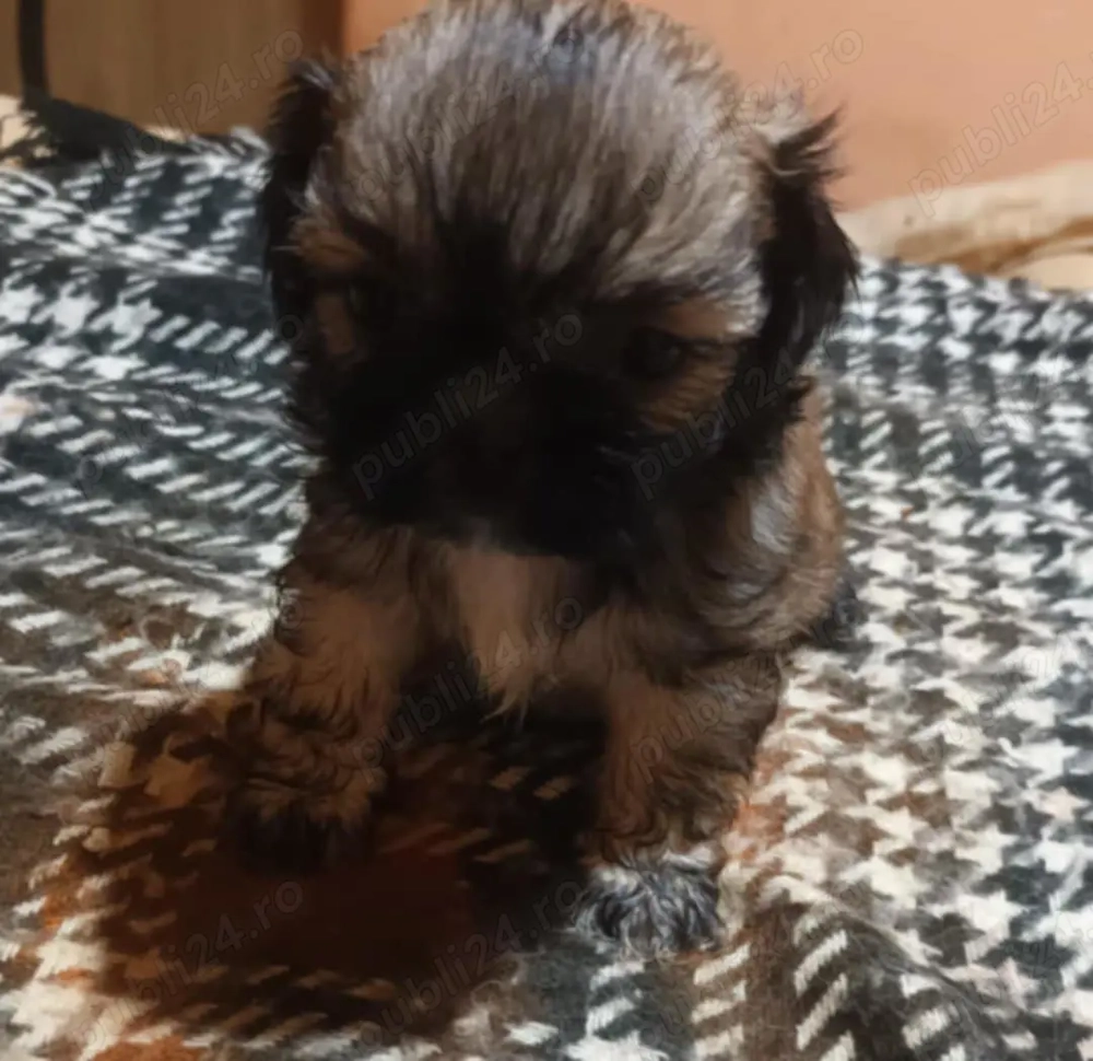 Vând căței Shishtzu