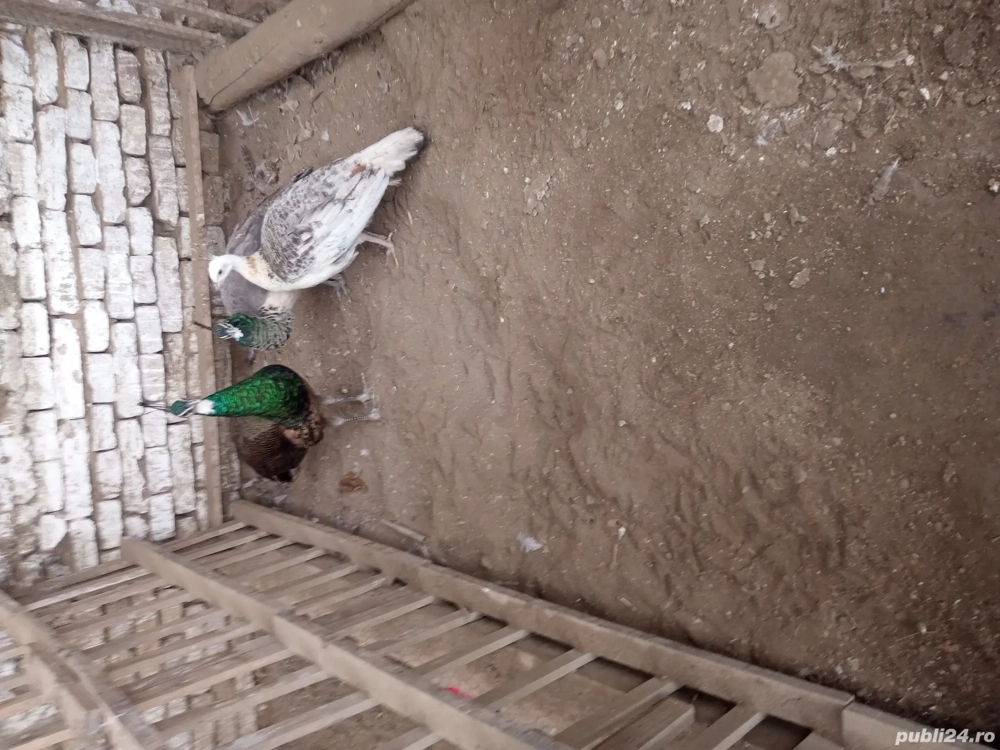 vind 1paun +2paunite