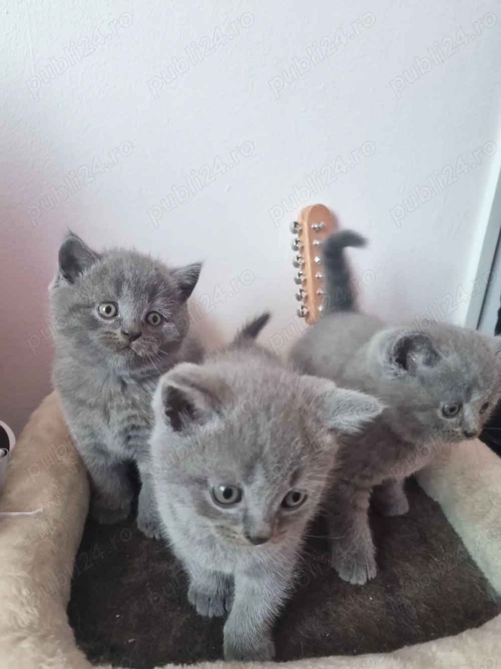 Pui British Blue Shorthair 