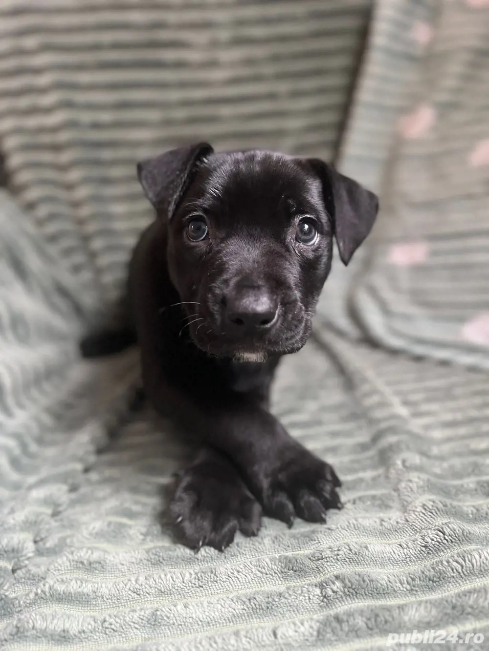 Pui Amstaff de vânzare