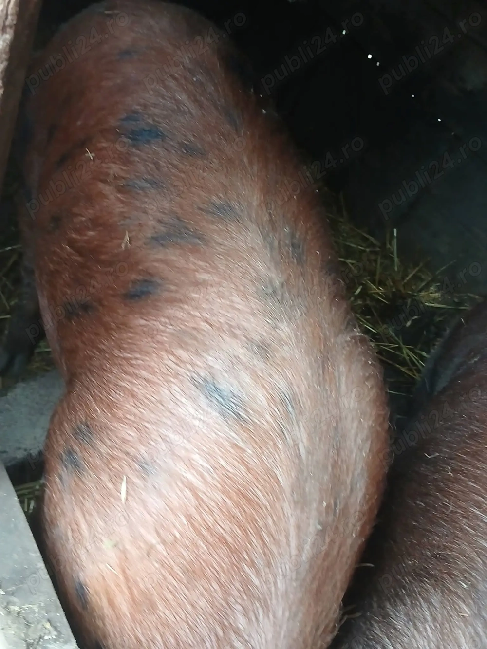 Porc de vanzare la 180 kg