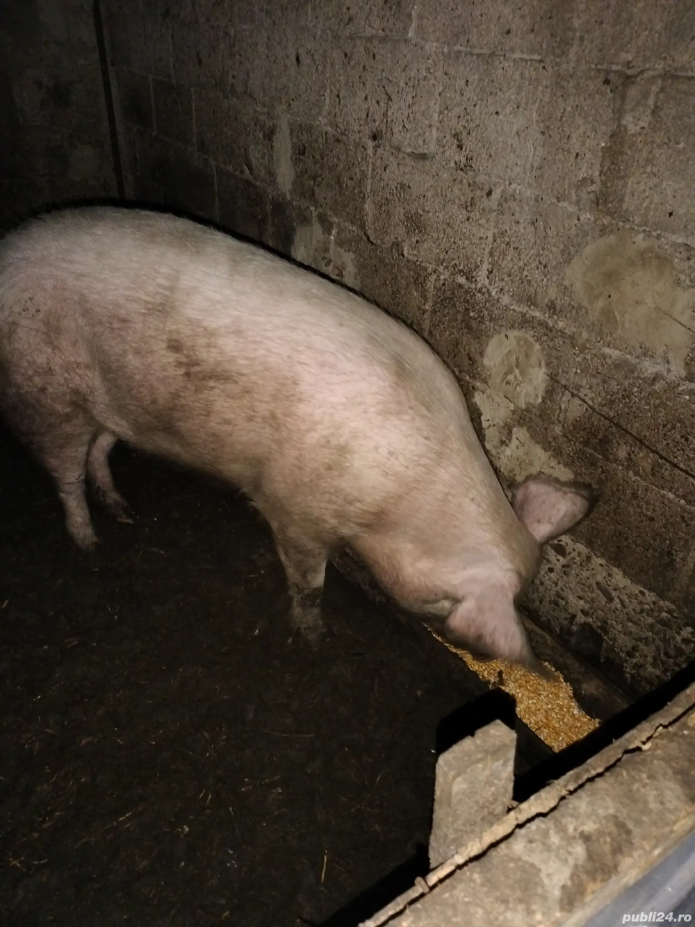 vând porc pentru craciun