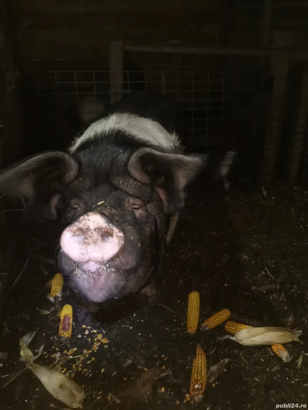Vând scroafa Bazna pură 