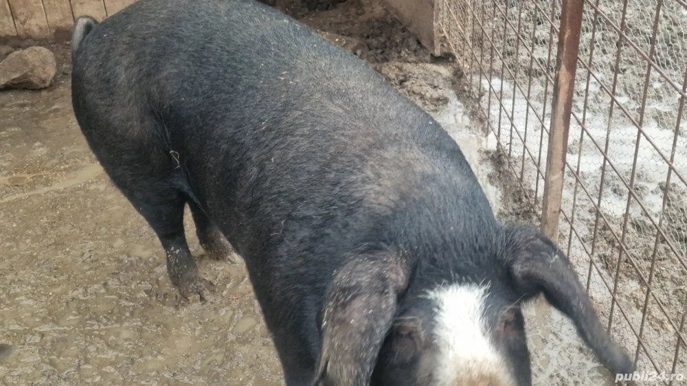 Porc 250 kg, 16 lei kg