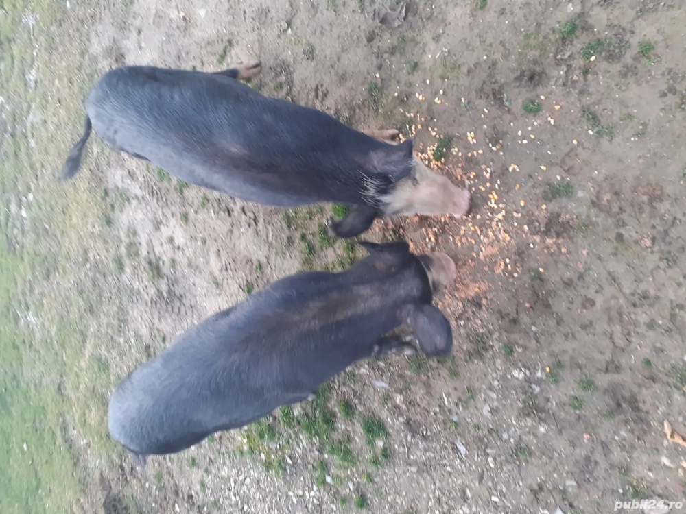 vand un porc la alegere