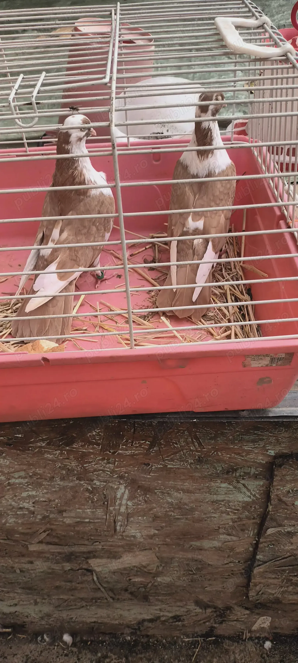 Porumbei  de ornament 