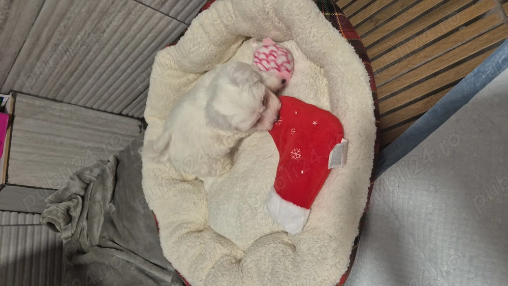 Fetiță bichon maltez mini tots,6săptămâni ,jucăușă,educată,caut familie iubitoare