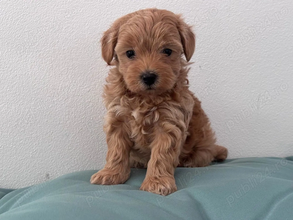 Căței pudel de excepție cauta stăpâni iubitori 