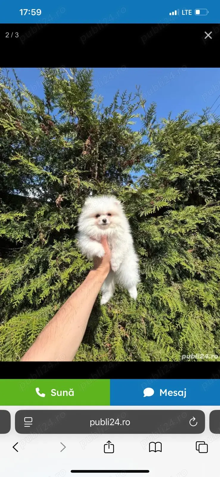 Fetița Pomeranian minusculă caută stăpân iubitor