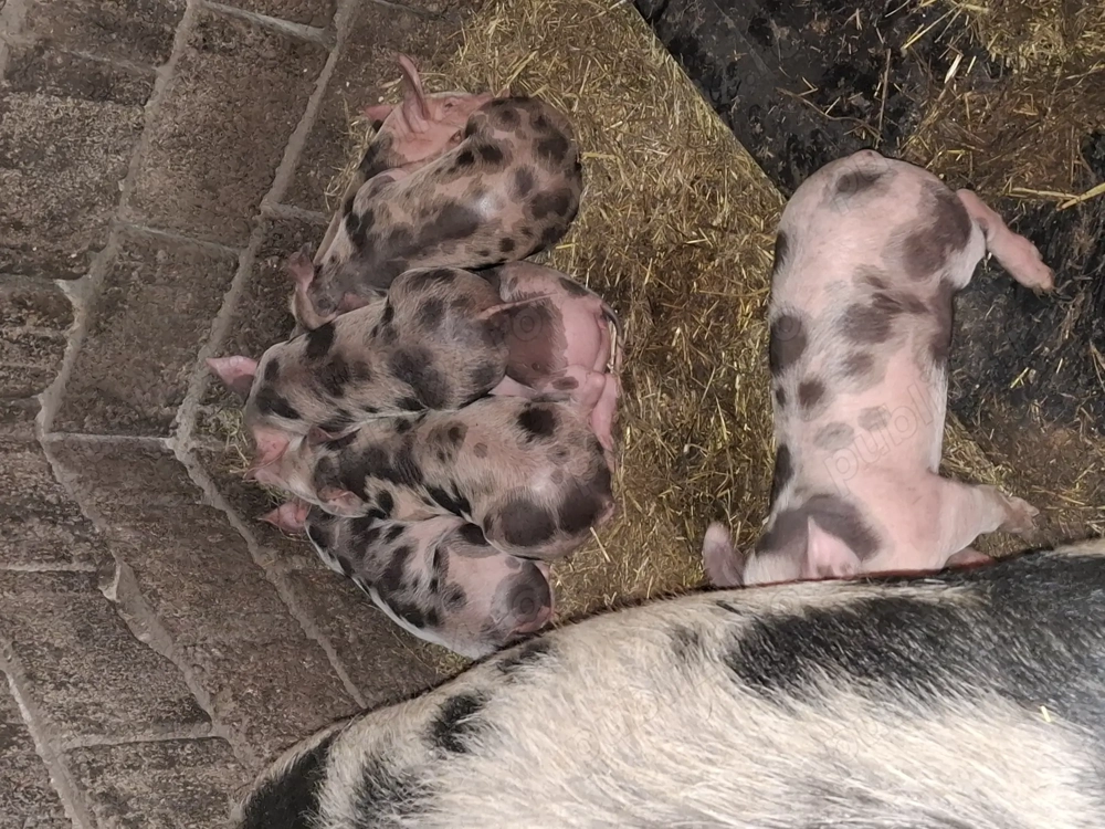 Vând purcei rasa Pietrain