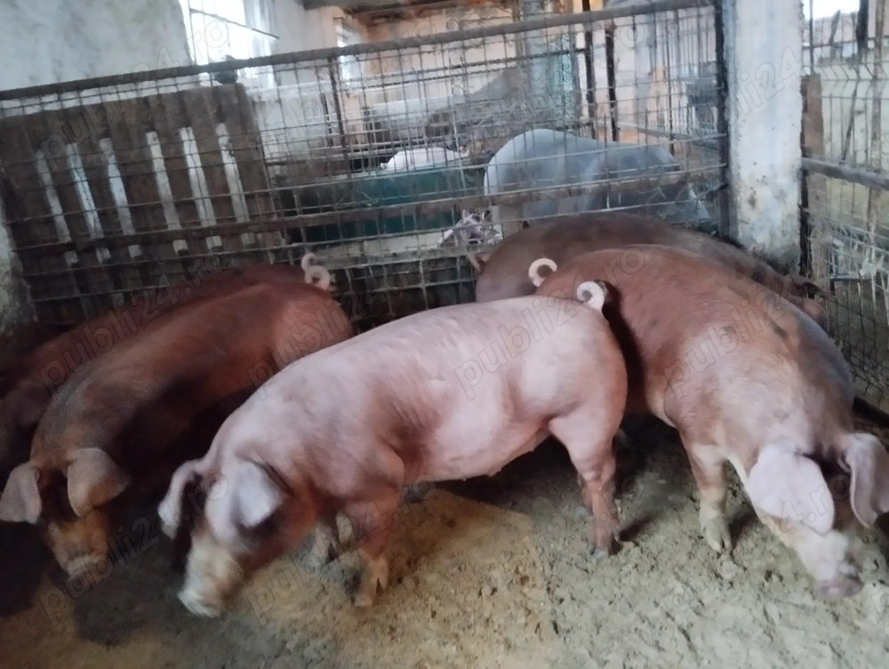 De vînzare scrofițe durok 80 90 kg Horia Neamț 