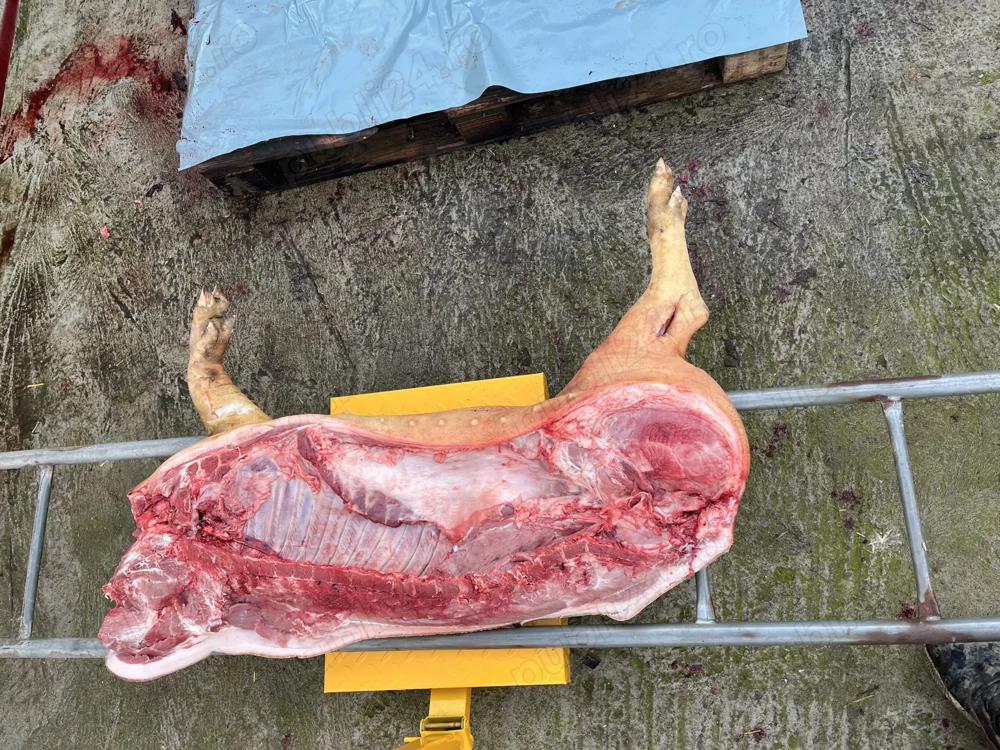 Carcasa porc întreg sau jumătate 