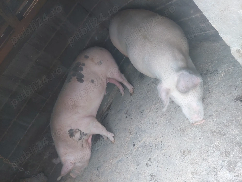 Porci de vânzareeeee