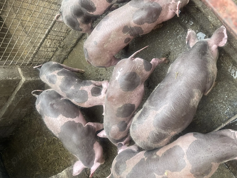 Purcei de vânzare de 2luni 