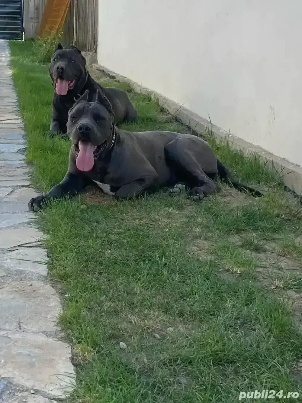 catelusi cane corso italianao 