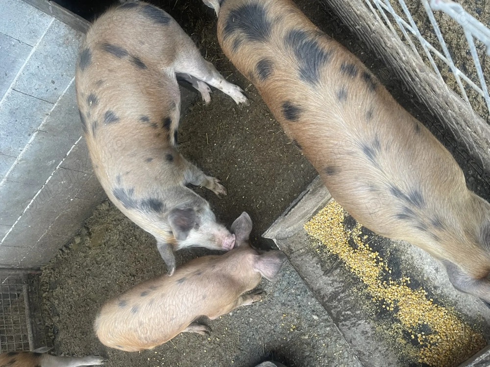 Porci de vânzare între 70-90