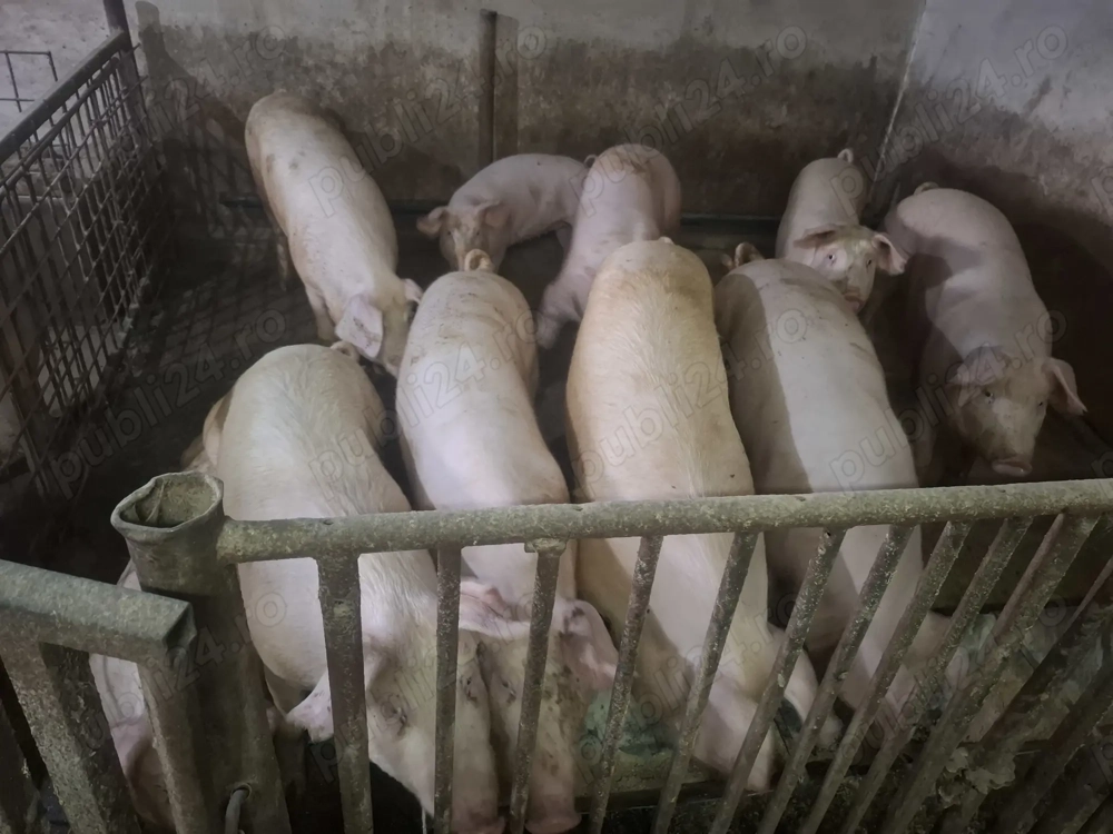 Vand Porci 17 lei kg