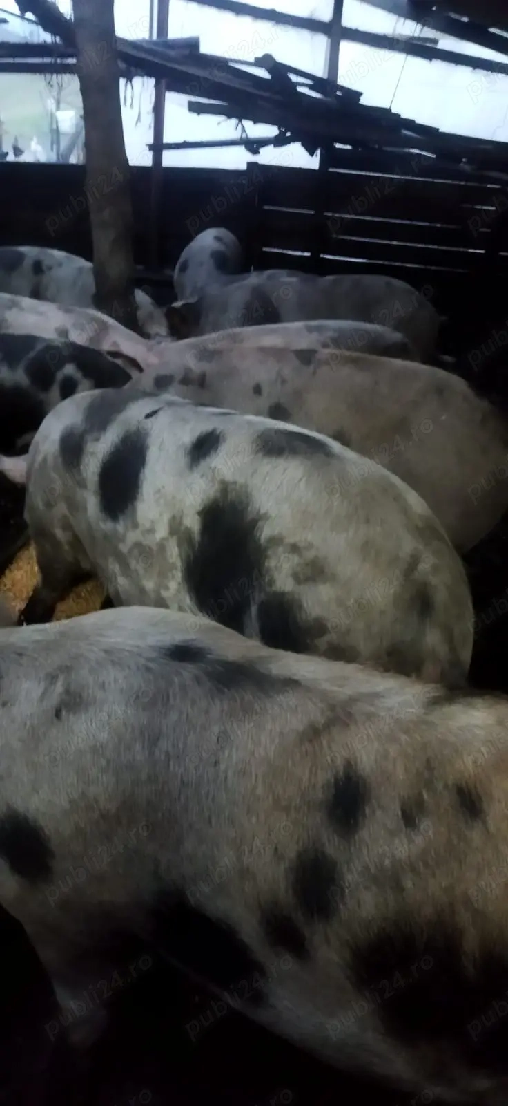 Vand porci 120-140 kg