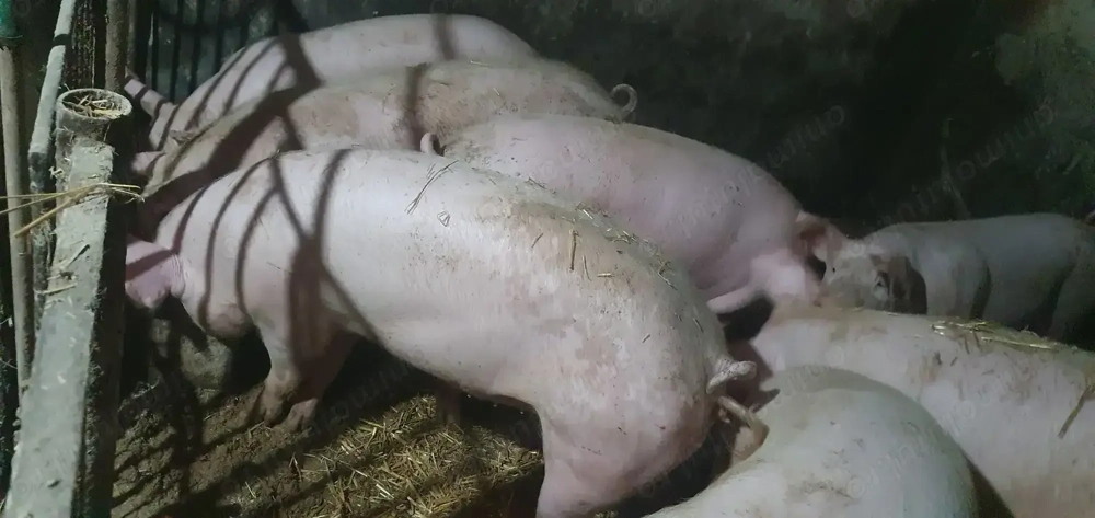 Scroafe rasa Landrace