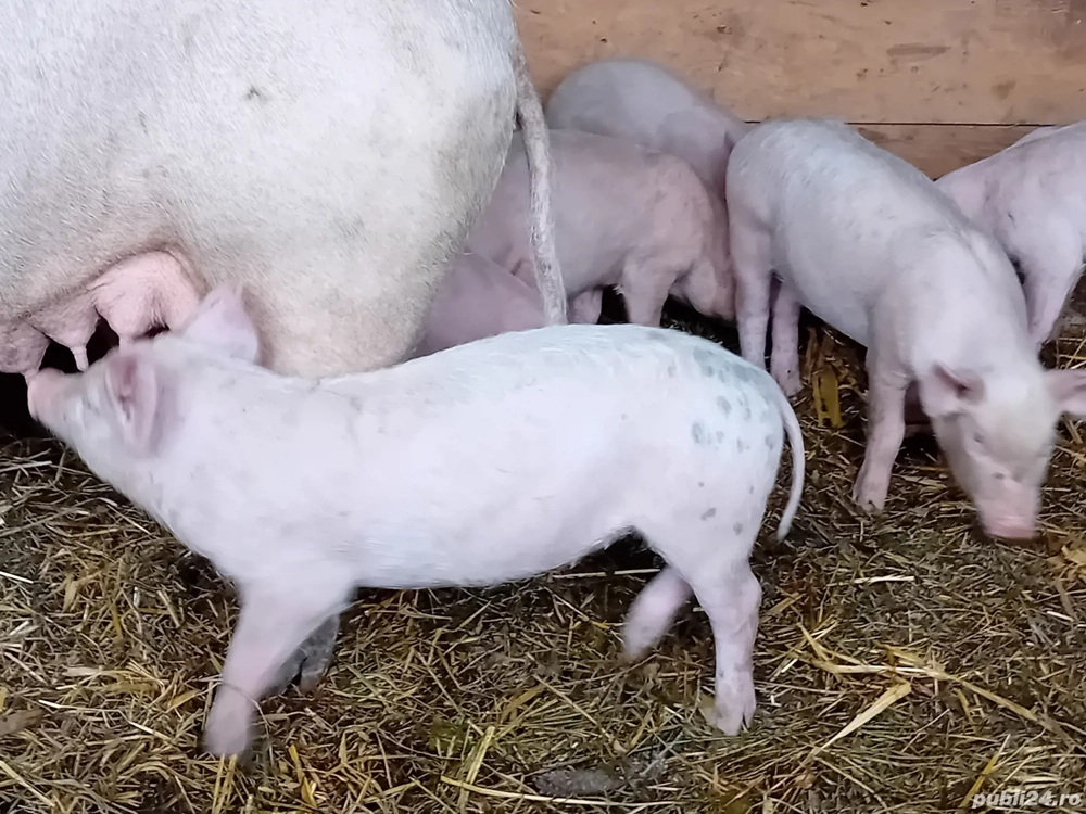 vand purcei Marele Alb,  Petrain