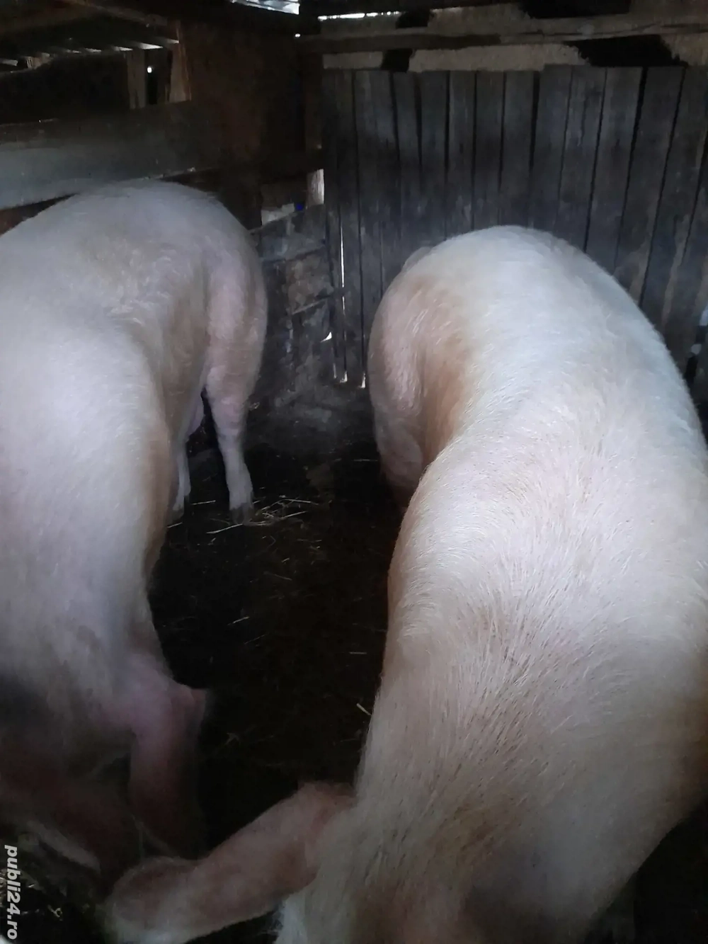 porci de țară 240kg 