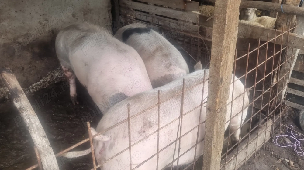 Porc de vanzare Posta calnau 150-200kg, 15 Ron