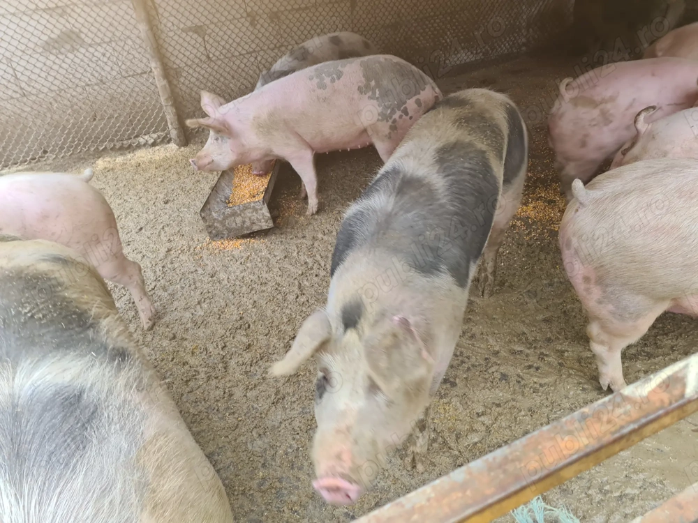 Vând porci 12.5 lei kg