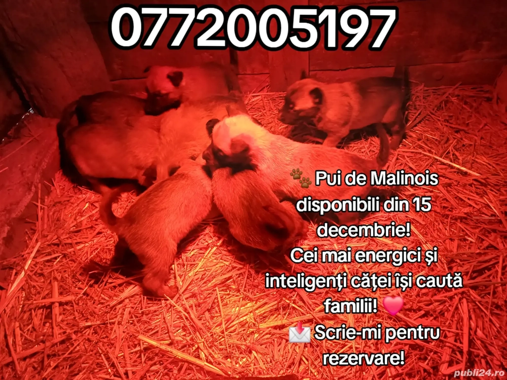 ciobănesc belgian malinois 