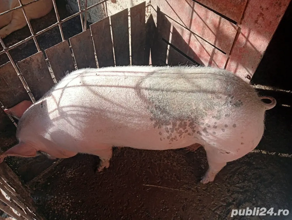 porci pentru sacrificat